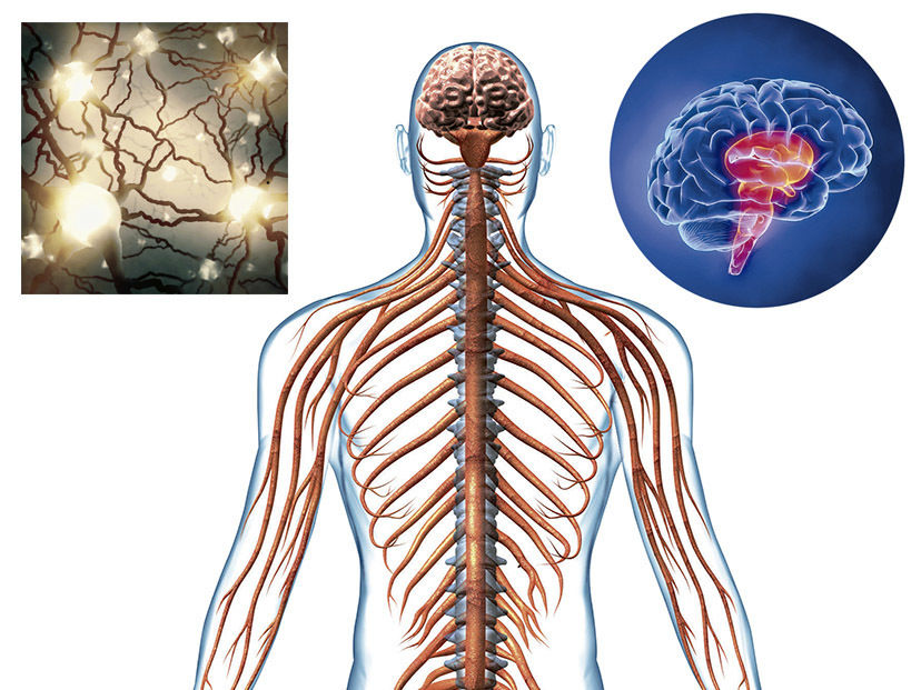 Sistema Nervioso Y Aparato Reproductor Mind Map