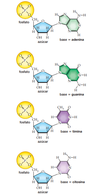 Estructura Del Adn Flashcards