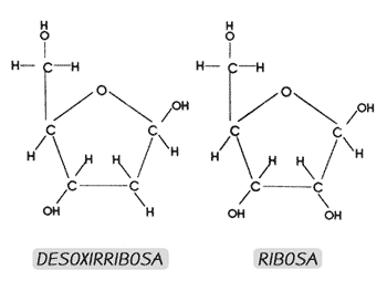 Estructura Del Adn Flashcards