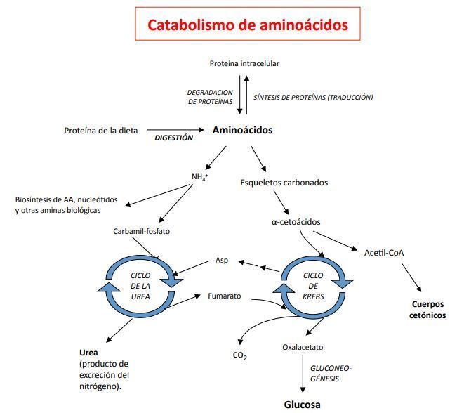 Degradaci N De Los Aminoacidos Mind Map