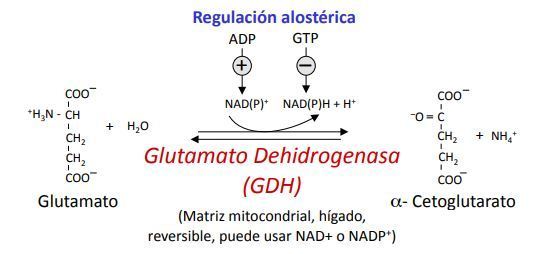 DEGRADACIÓN DE LOS AMINOACIDOS Mind Map