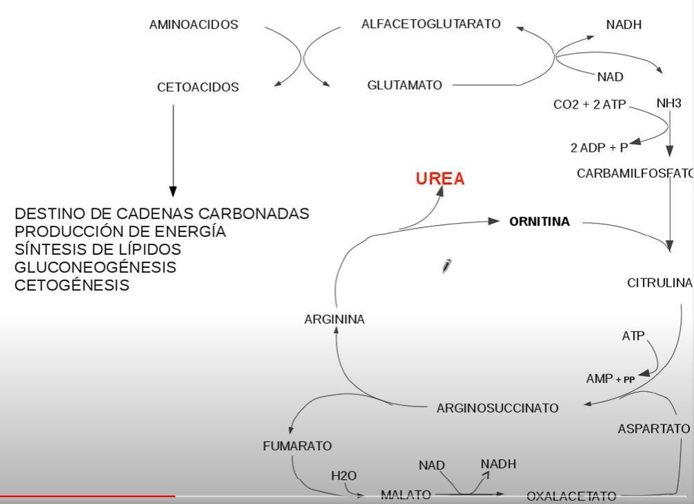 Degradaci N De Los Aminoacidos Mind Map