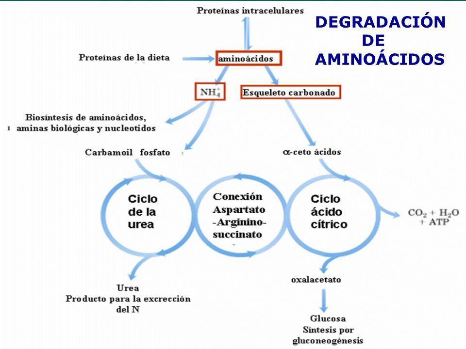 DEGRADACION DE AMINOACIDOS Mind Map