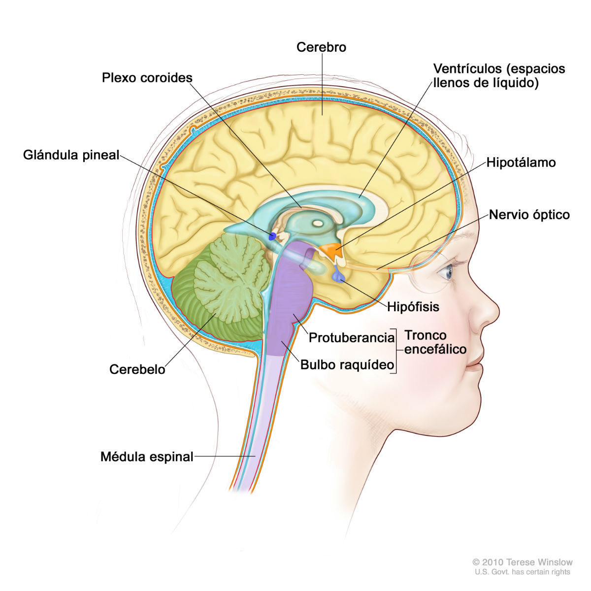 SISTEMA NERVIOSO Y REPRODUCTIVO Mind Map