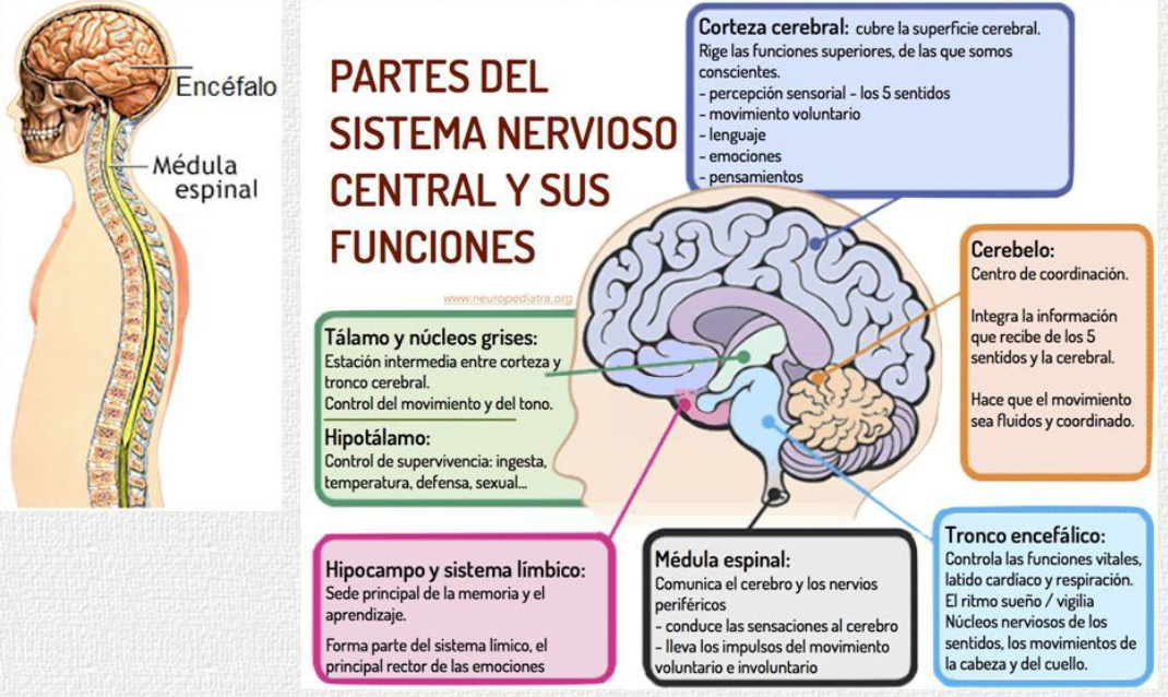 Mapa Mental Sistema Nervioso Y Reproductivo Mind Map