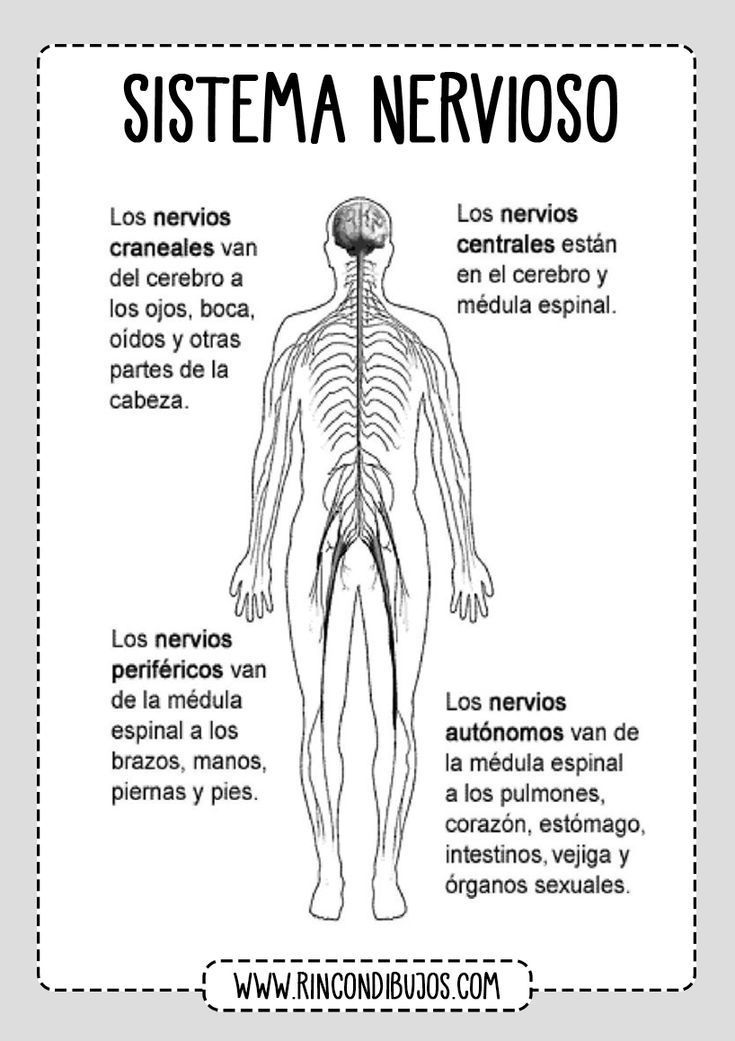 Sistema Nervioso Y Reproductivo Mapa Mental