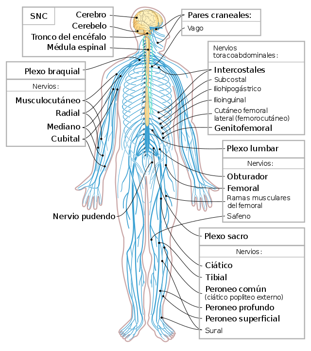 La relación del sistema nervioso y reproductivo Mind Map