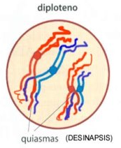 Ciclo Celular Regulaci N Del Ciclo Celular Mitosis Meiosis Errores