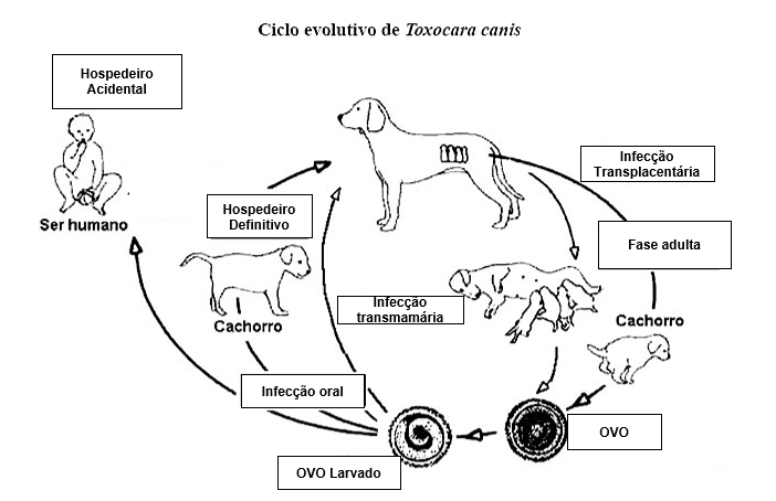 Larva migrans bicho geográfico Mind Map