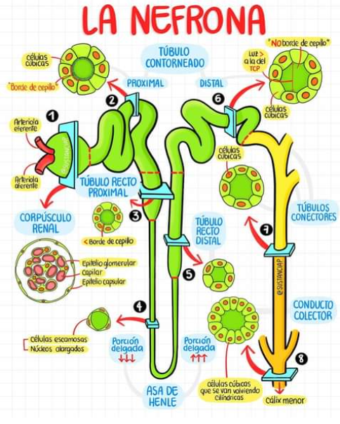 El Sistema Urinario Mind Map