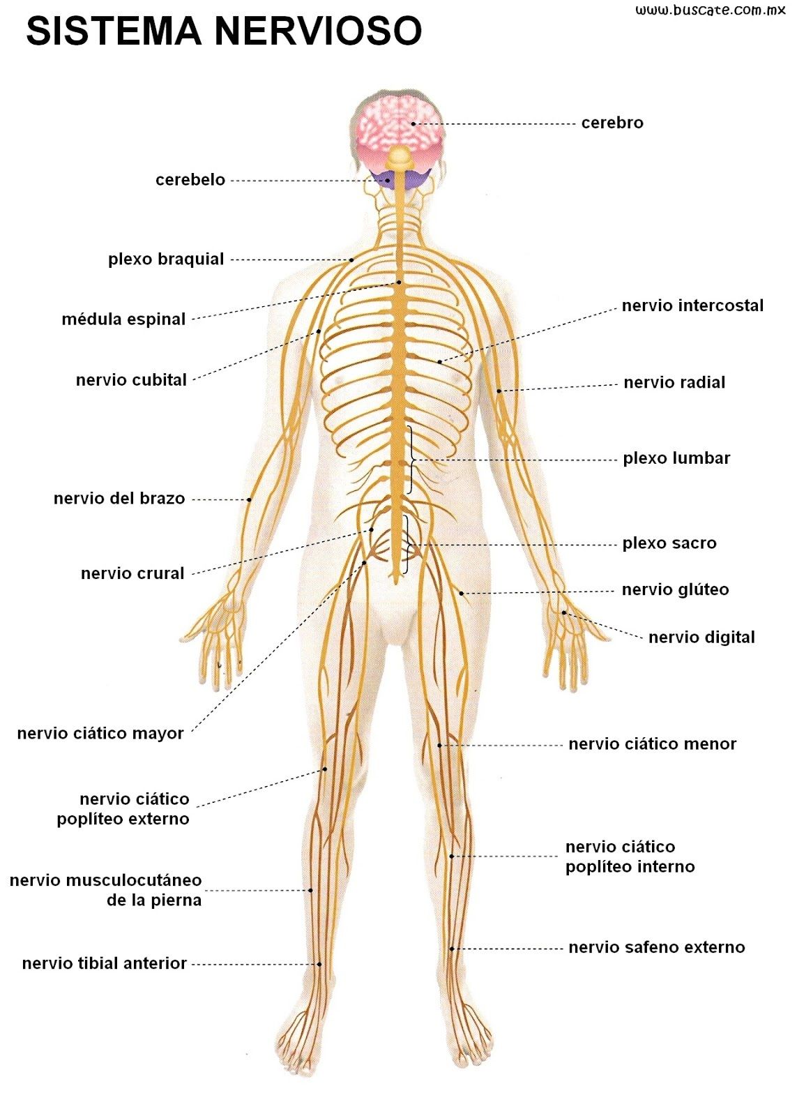 Sistemas Nervioso Y Reproductor Mind Map