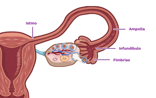 Aparato Reproductor Femenino Mind Map