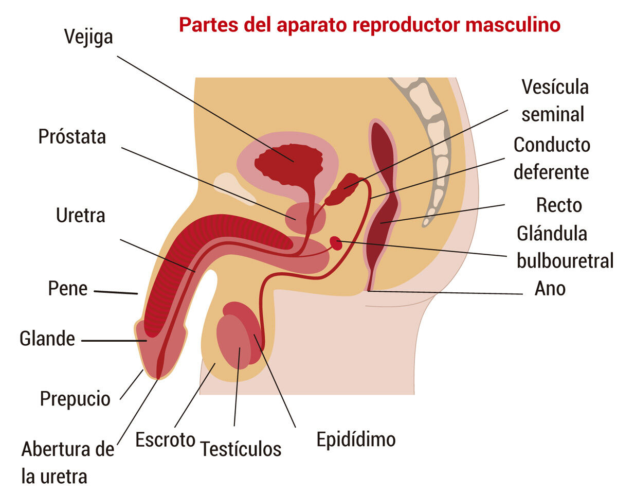 Sistema Nervioso Y Reproductor Mind Map