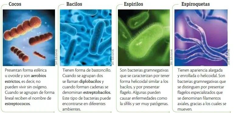 CASO 1 CONCEPTUALIZACION MICROBIOLOGIA EDWIN BETANCOURT Mind Map