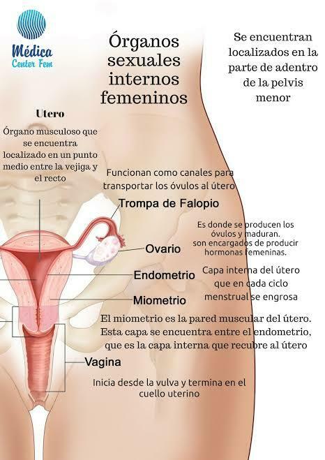 Sistema Nervioso Y Reproductivo Mind Map