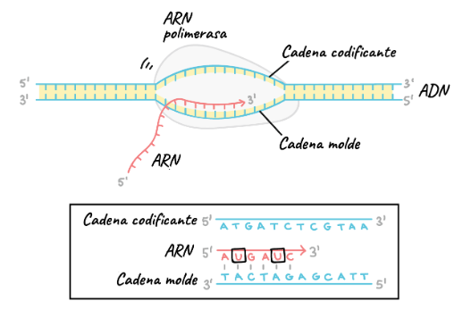 TRANSCRIPCIÓN Y TRADUCCIÓN DEL ADN Mind Map