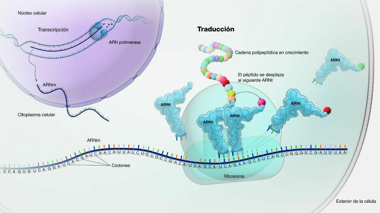 Transcripci N Y Traducci N Del Adn Mind Map