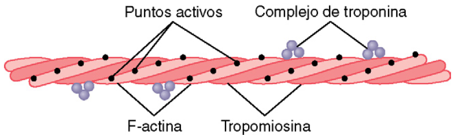 Músculo esquelético y contracción muscular Mind Map