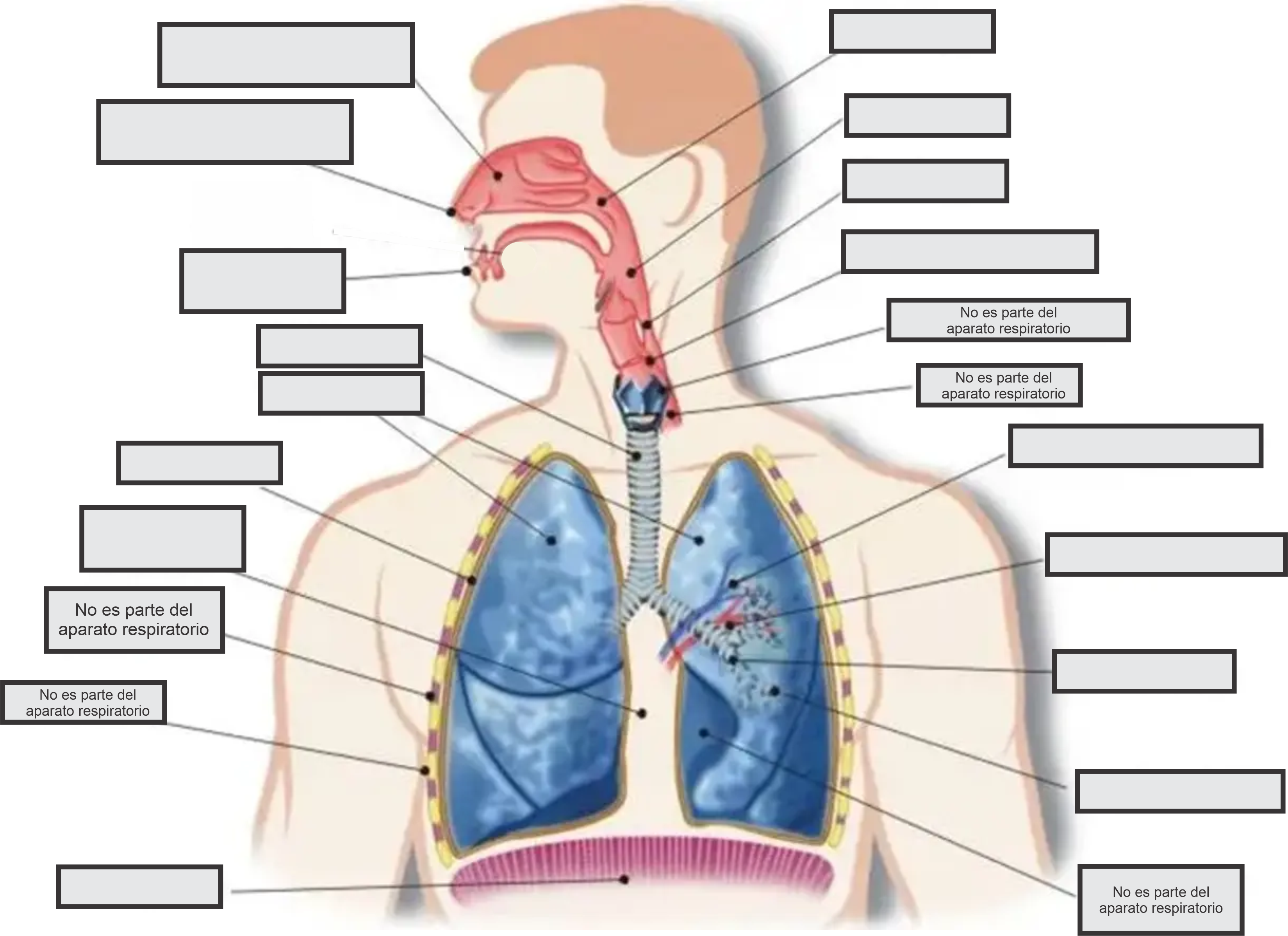 Bloque II Aparato Respiratorio Flashcards