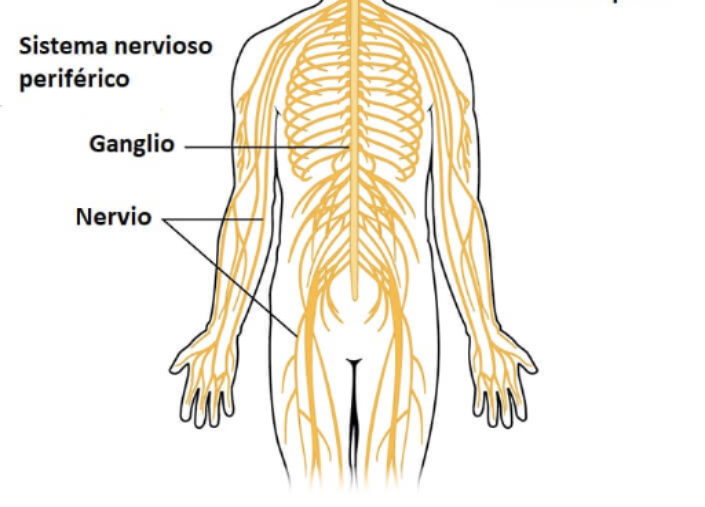 SISTEMA NERVIOSO Y REPRODUCTIVO Mind Map