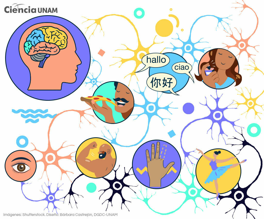 Plasticidad Sin Ptica Desde Un Punto Psicol Gico Mind Map