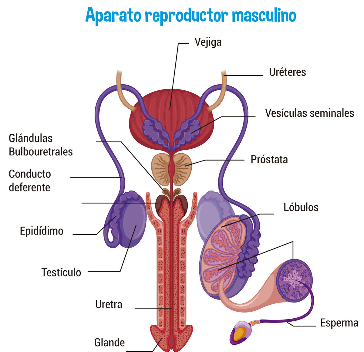 El Sistema Nervioso Y La Sexualidad Mapa Mental