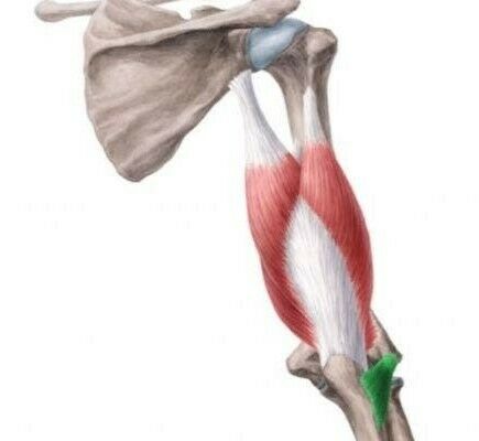 Planos Musculares Flashcards