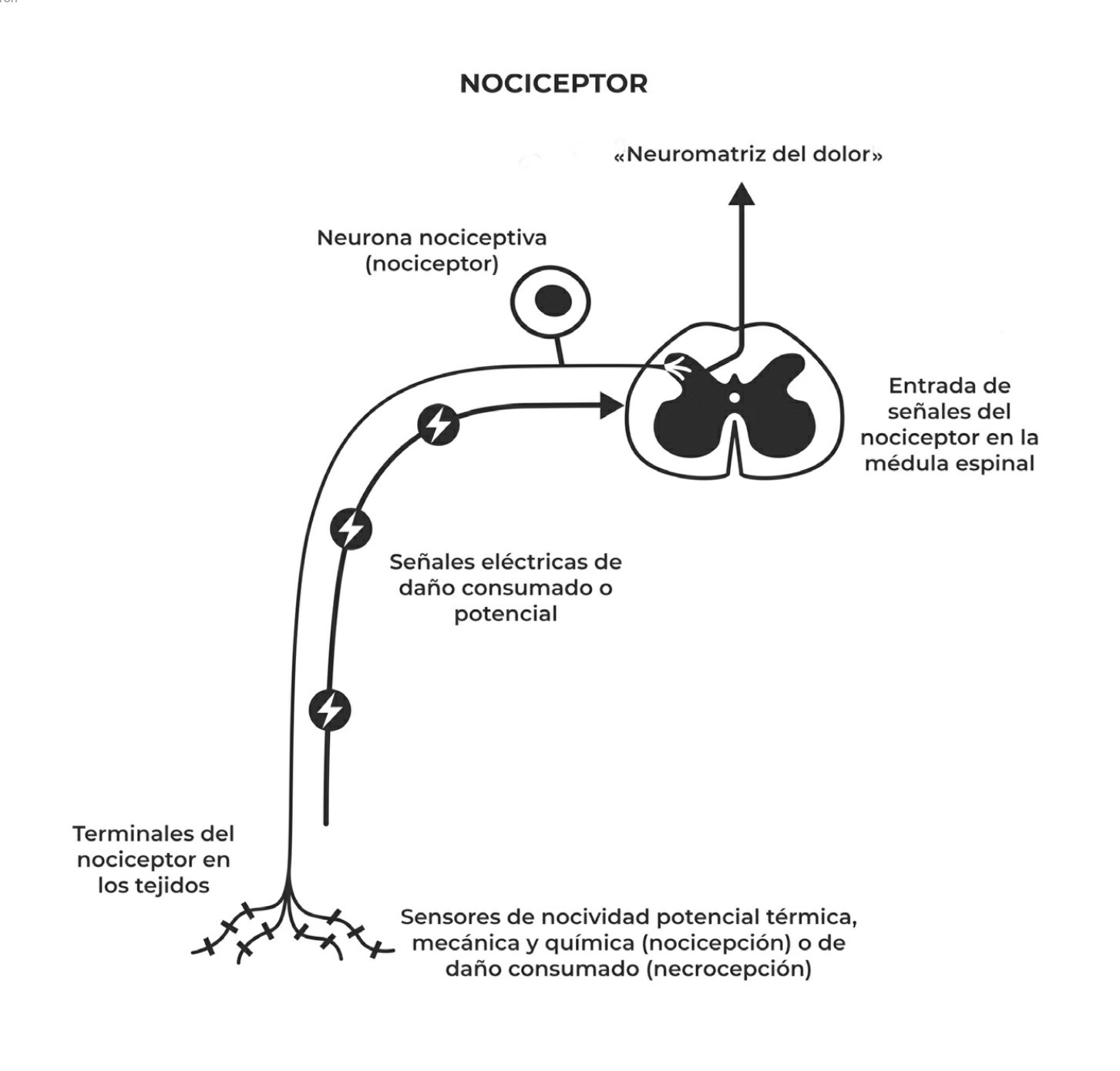 El Dolor Cronico No Es Para Siempre Mind Map