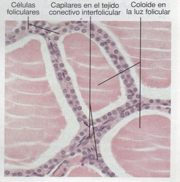 Histolog A Normal De Las Gl Ndulas End Crinas Mind Map