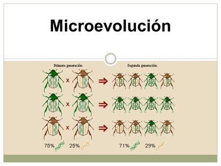 Microevoluci N Mapa Mental