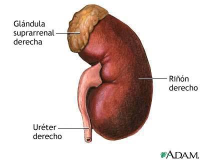 Sistema Urinario Mind Map