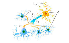 Neurociencia Del Aprendizaje Mind Map