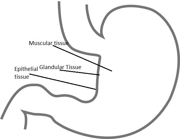 Cells Tissues And Organs Mind Map