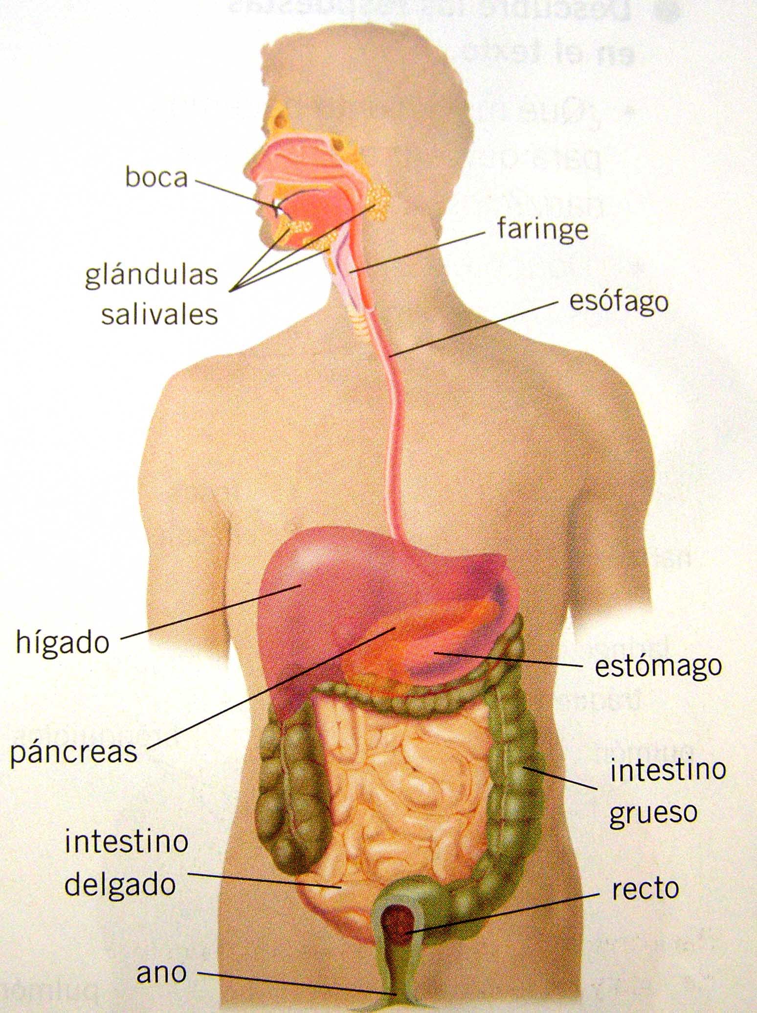 Sistema Digestivo Conducto Alimentario Mind Map