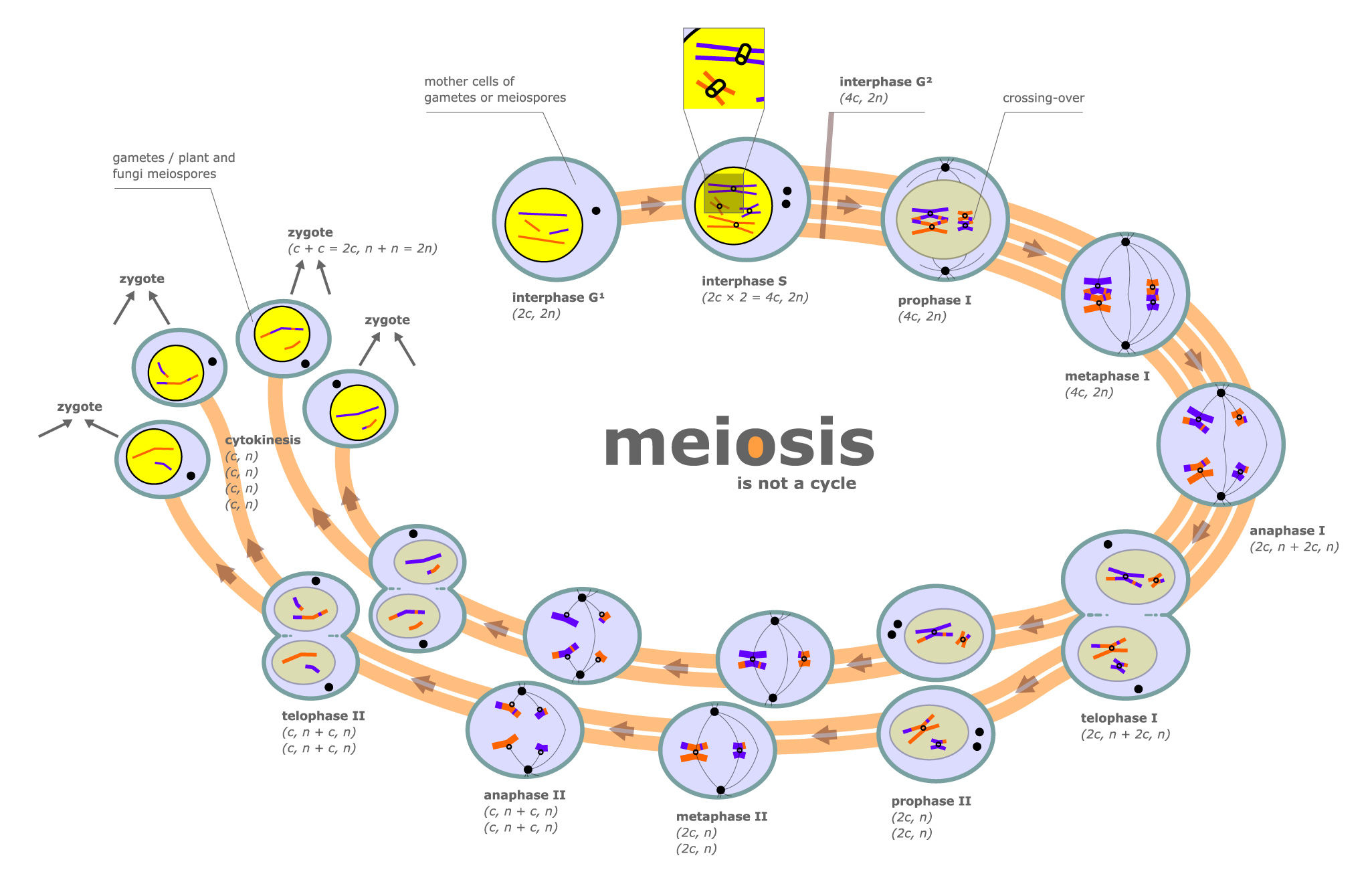 Meiosis Mind Map