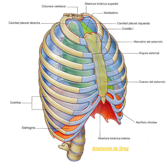 Cavidad Torácica Mind Map