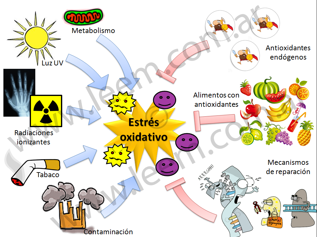 Respiraci N Celular Mind Map