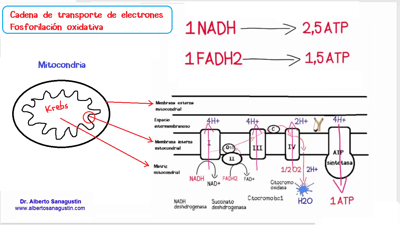 Respiración Celular Mind Map