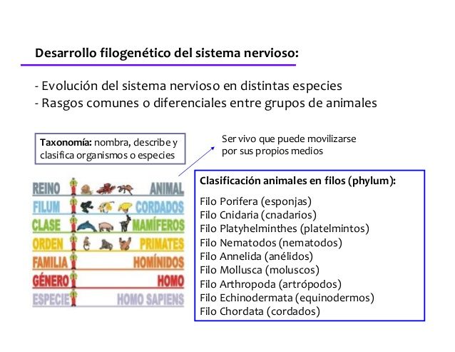 Desarrollo Hist Rico De La Psicofisiolog A Yessica Suarez Mind Map