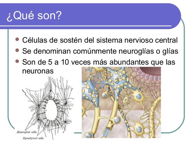 Estructuras Y Funciones De Las Celulas Del Sistema Nervioso Mind Map