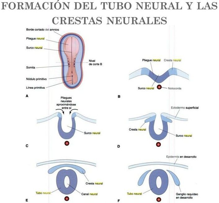 Desarrollo Embriol Gico Del Sistema Nervioso Mind Map