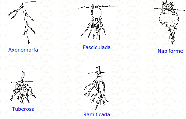 Partes De La Ra Z Mind Map