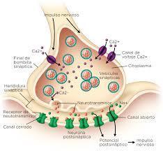 Miastenia Gravis Slide Set