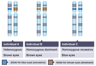 what is an allele gcse biology