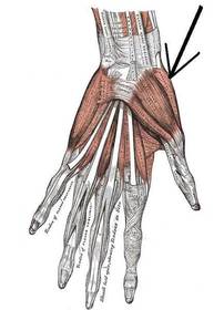 Anatomy 1 - OIA (Part 3) | Flashcards