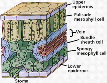 IGCSE Biology - AQA (Subjects covered in description) | Flashcards