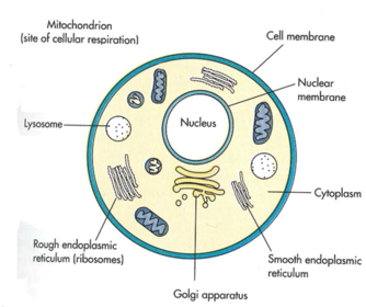 Medical Microbiology 