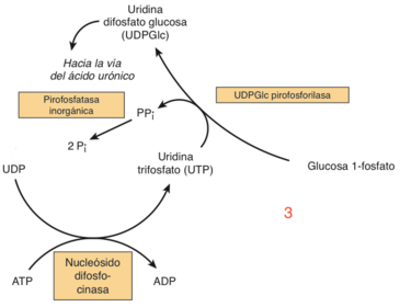 Glucogénesis y Glucógenolisis | Flashcards