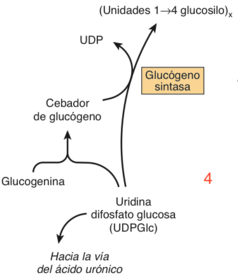 Glucogénesis y Glucógenolisis | Flashcards