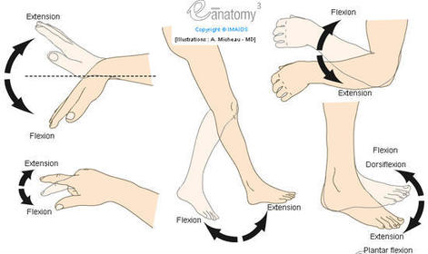 Anatomical terms to describe movement